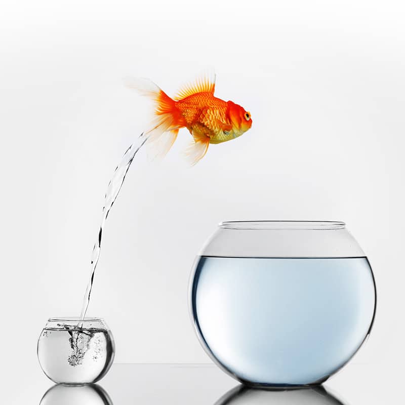 Gold fish jumping out of small to big fishbowl